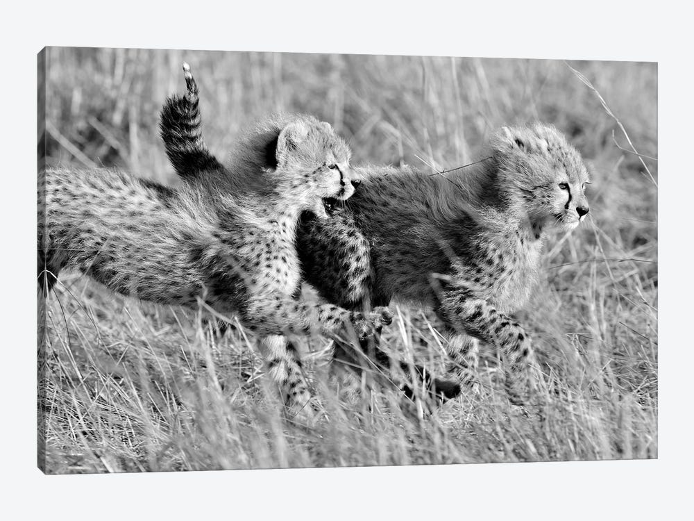 Playing Cheetah Cubs by Elmar Weiss 1-piece Canvas Artwork