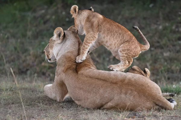 Elmar Weiss: Playing With Mom by Elmar Weiss
