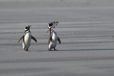 Present For The Wife by Elmar Weiss framed canvas print