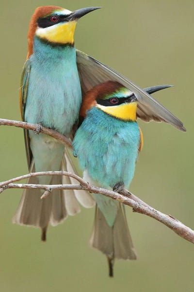 The Art Of The Feather: Protection by Elmar Weiss