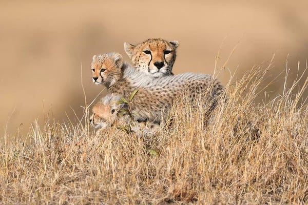 Elmar Weiss: Queen Malaika With Cubs by Elmar Weiss