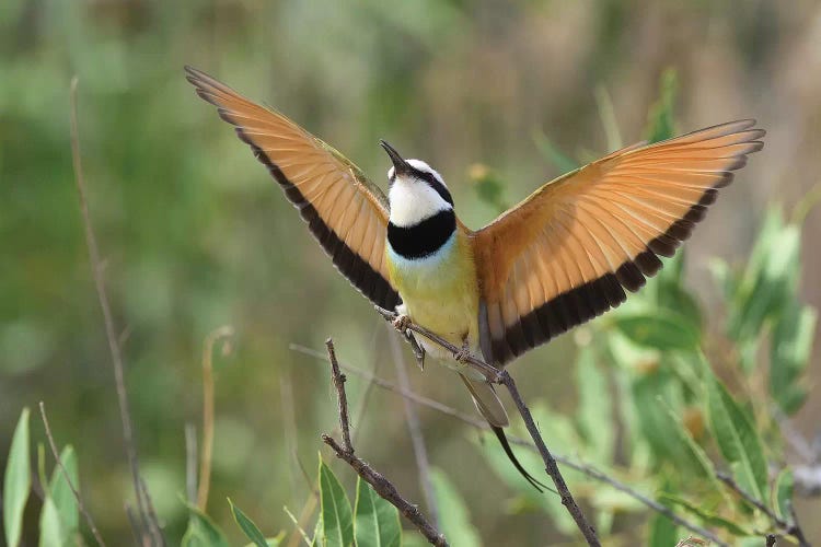 Bee-Eater