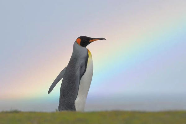 Elmar Weiss: Rainbow King by Elmar Weiss