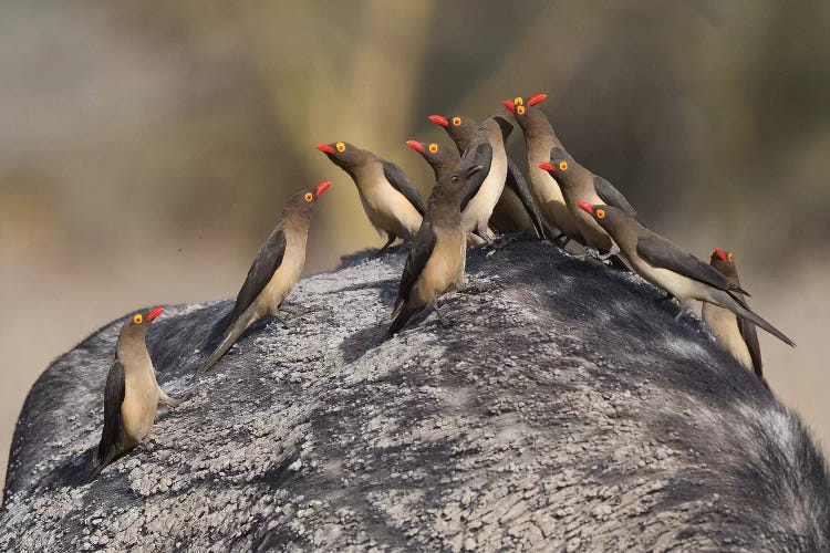 Red-Billed Oxpeckers On A Buffalo