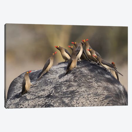 Red-Billed Oxpeckers On A Buffalo Canvas Print #ELM112} by Elmar Weiss Canvas Artwork