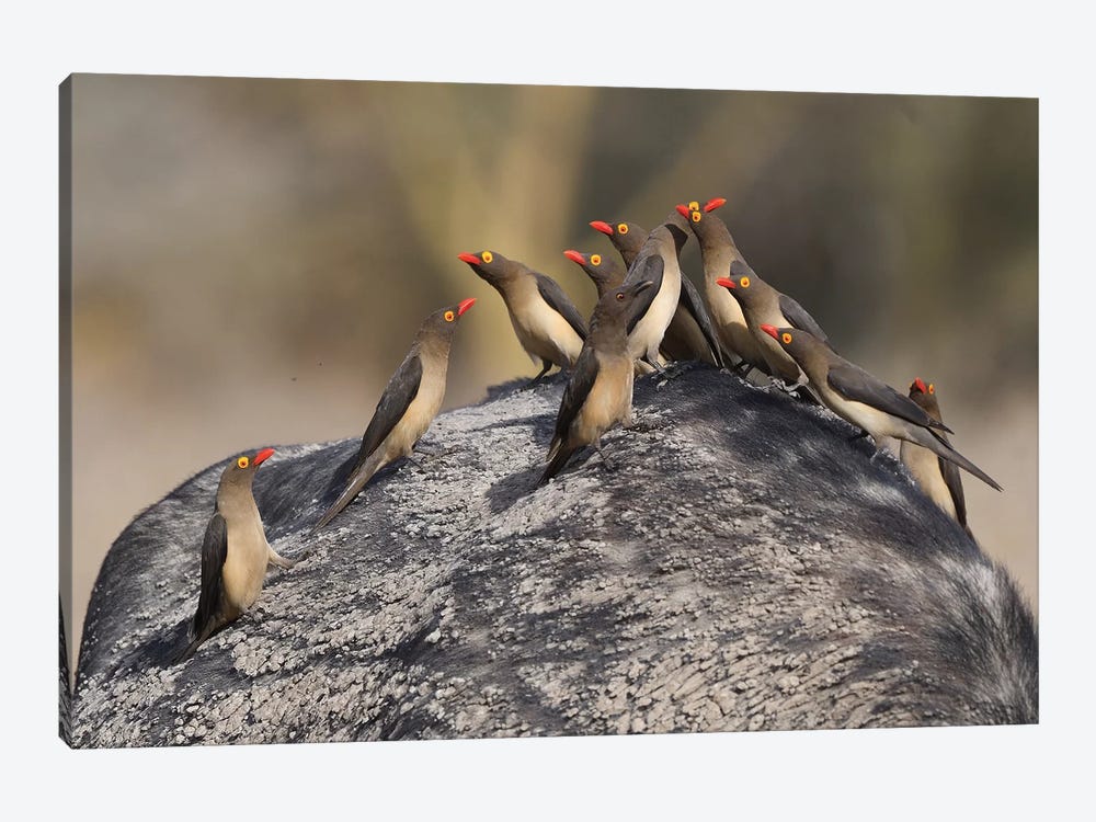 Red-Billed Oxpeckers On A Buffalo by Elmar Weiss 1-piece Canvas Wall Art