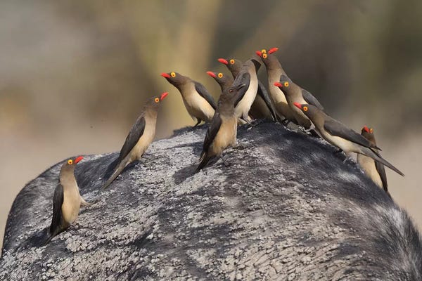 Elmar Weiss: Red-Billed Oxpeckers On A Buffalo by Elmar Weiss