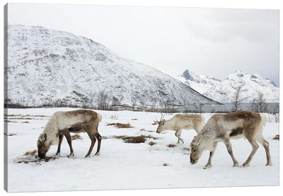 Reindeers Canvas Art Print - Elmar Weiss
