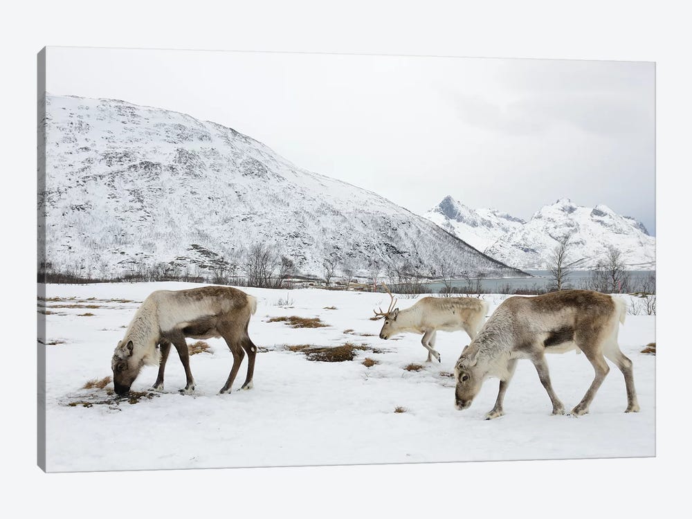 Reindeers by Elmar Weiss 1-piece Canvas Art Print