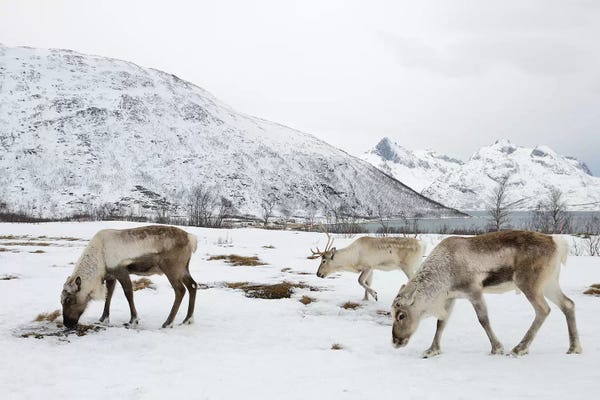 Elmar Weiss: Reindeers by Elmar Weiss