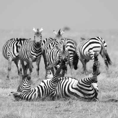 Relax! by Elmar Weiss art print