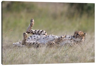 Resting Cheetah Canvas Art Print - Cheetah Art