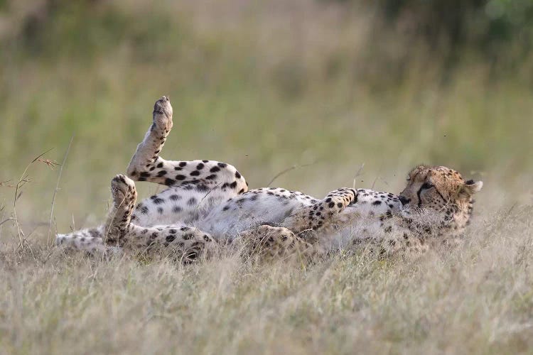 Resting Cheetah