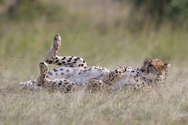 Elmar Weiss: Resting Cheetah by Elmar Weiss