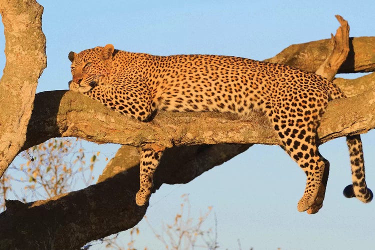 Resting Leopard