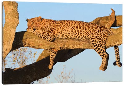 Resting Leopard Canvas Art Print - Elmar Weiss