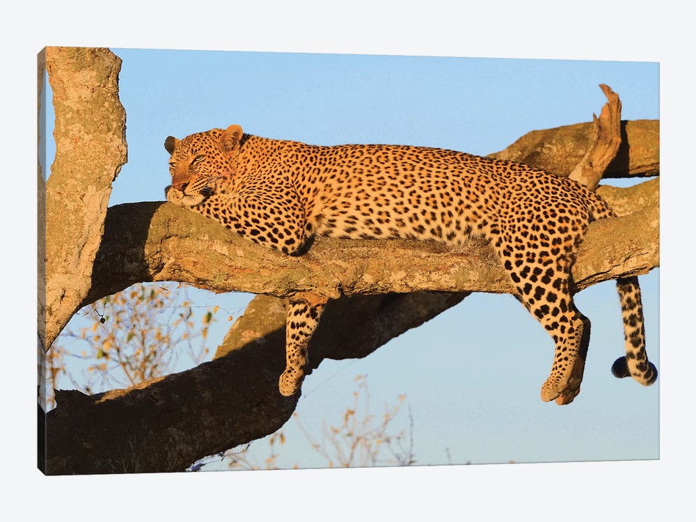Resting Leopard by Elmar Weiss 1-piece Canvas Print