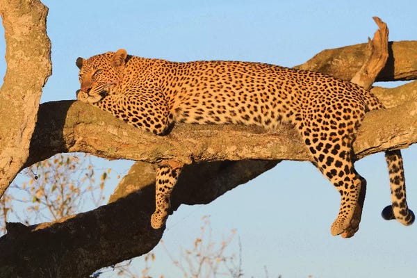 Elmar Weiss: Resting Leopard by Elmar Weiss