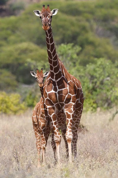 Elmar Weiss: Reticulated Giraffe by Elmar Weiss