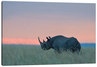 Rhino Sunset Canvas Art Print - Rhinoceros Art
