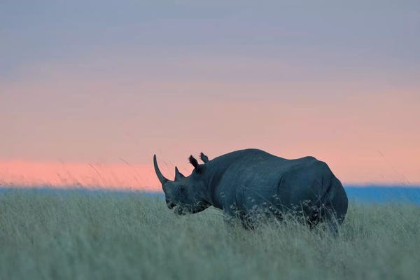 Rhinoceroses: Rhino Sunset by Elmar Weiss