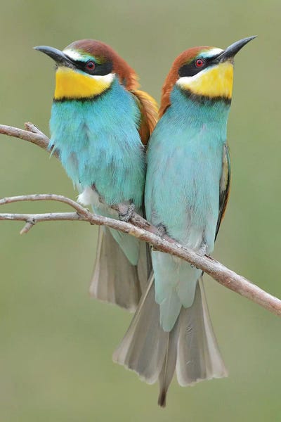 Elmar Weiss: Bee-Eater Couple by Elmar Weiss