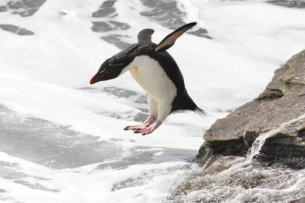 Elmar Weiss: Rockhopper Jump by Elmar Weiss