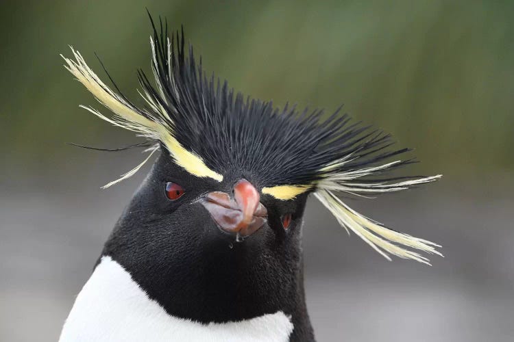 Rockhopper Penguin