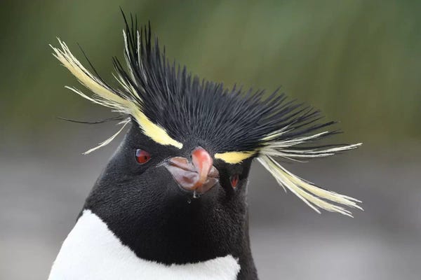 Elmar Weiss: Rockhopper Penguin by Elmar Weiss