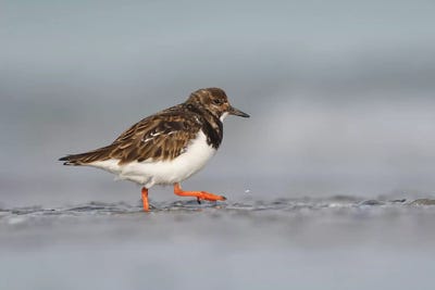 Ruddy Turnstone by Elmar Weiss framed canvas print