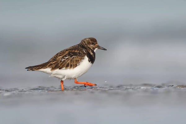 Elmar Weiss: Ruddy Turnstone by Elmar Weiss