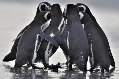 Rumors by Elmar Weiss framed canvas print