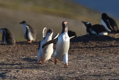 Running Gentoos by Elmar Weiss framed canvas print