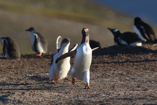 Elmar Weiss: Running Gentoos by Elmar Weiss