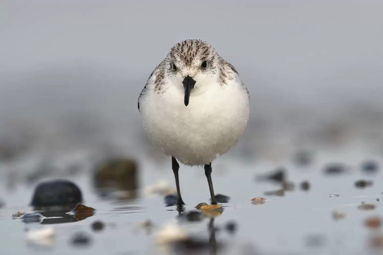 Sanderling by Elmar Weiss wall art