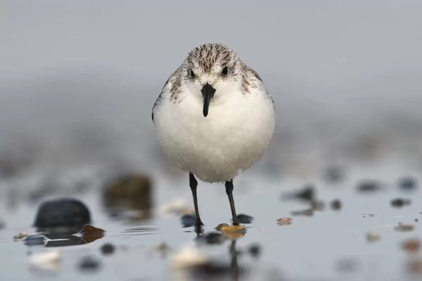 Elmar Weiss: Sanderling by Elmar Weiss