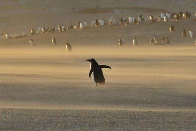 Sandstorm by Elmar Weiss framed canvas print