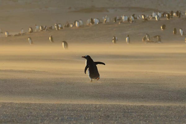 Elmar Weiss: Sandstorm by Elmar Weiss