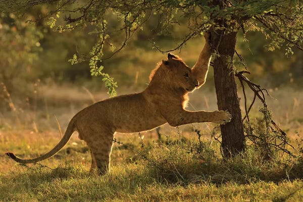 Elmar Weiss: Scratching by Elmar Weiss