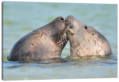Seals In Love Canvas Art Print - Seal Art