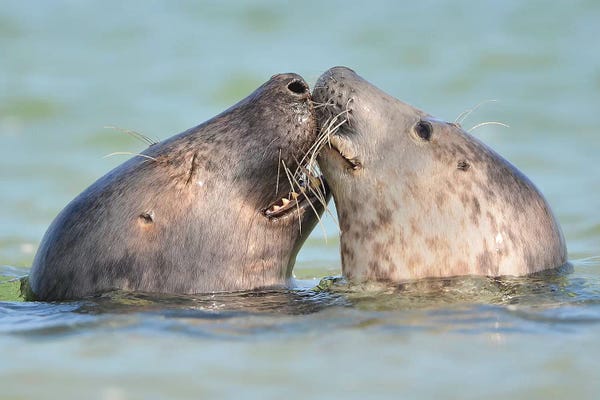 Elmar Weiss: Seals In Love by Elmar Weiss