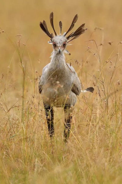 Elmar Weiss: Secretary Bird by Elmar Weiss