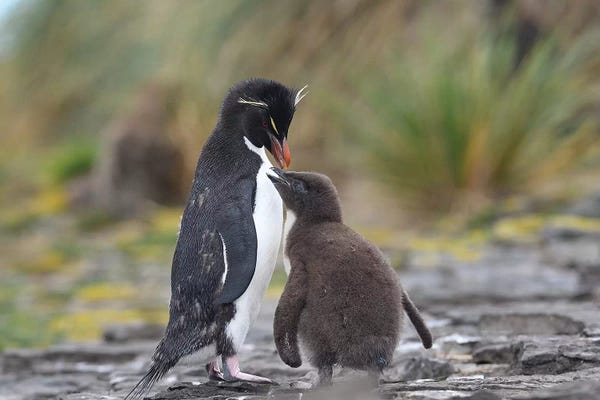 Elmar Weiss: Begging For Food by Elmar Weiss