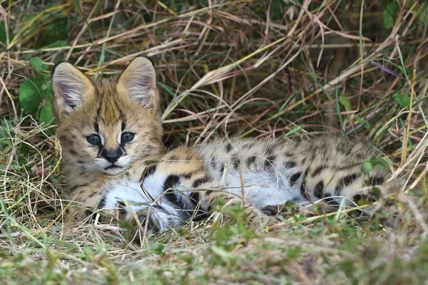 Elmar Weiss: Serval Cub by Elmar Weiss