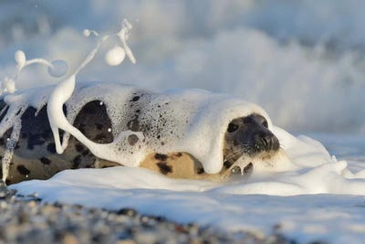 Shampoo by Elmar Weiss framed canvas print