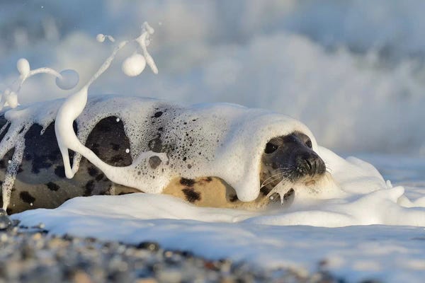 Elmar Weiss: Shampoo by Elmar Weiss