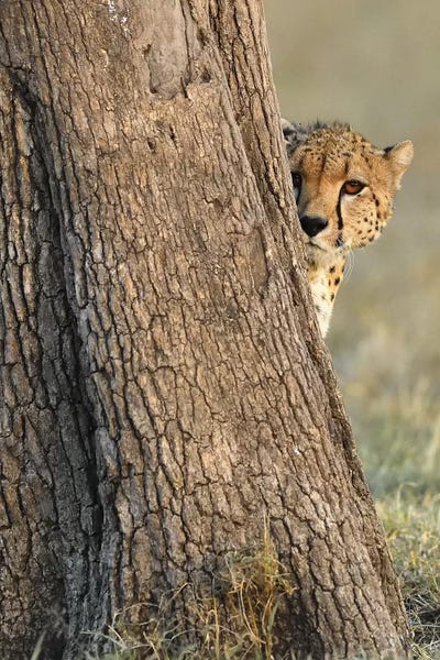 Elmar Weiss: Shy Cheetah by Elmar Weiss