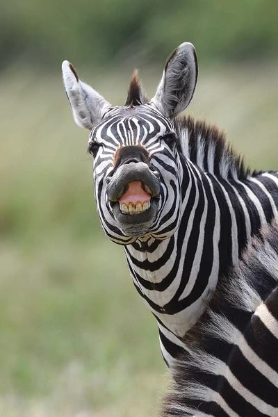 Smiling Zebra by Elmar Weiss framed canvas print