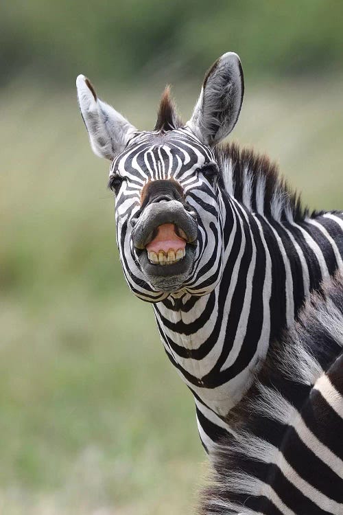 Smiling Zebra