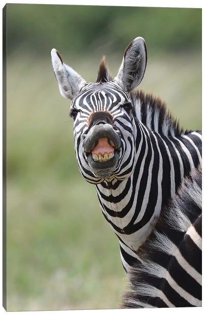 Smiling Zebra Canvas Art Print - Photogenic Animals